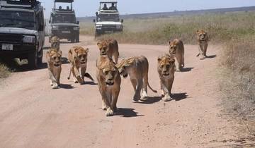 3 Tage in der Serengeti & Private Tour zum Ngorongoro-Krater