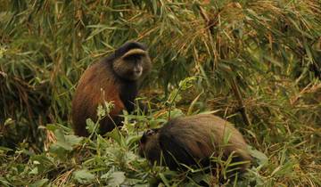 4 Day Primate Safari Tour