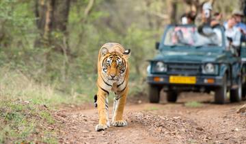 5 Day Golden Triangle Tour with Ranthambore Tigers - Delhi Agra Ranthambore Jaipur Tour - Taj Tigers & More
