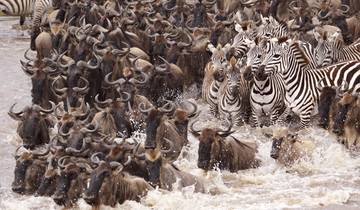 The Great Serengeti Wildebeest migration Mara river crossing Tour