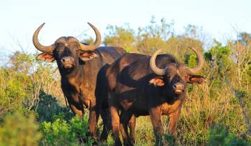 5 jours de safari en camping au Masai Mara, au lac Nakuru, à Hell's Gate et au lac Naivasha