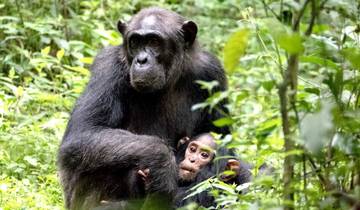 12-Tage erschwinglicher Safari-Gorilla und Primate Track Uganda