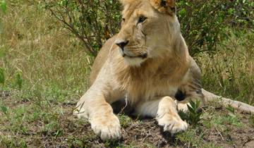 Kenia Safari ab Nairobi - 12 Tage Rundreise