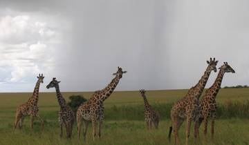 Wonders of Kenya Tour