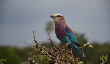 Tanzania