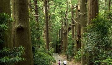 Walk Japan - Kumano Kodo Trail