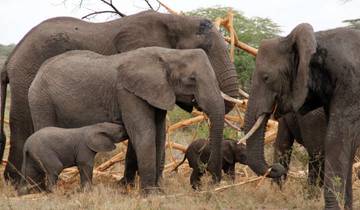 Safari de luxe en Tanzanie avec ballon dans le Serengeti - 5 jours circuit