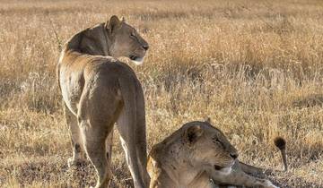 Eyasi, Natron, Manyara, Serengeti & Ngorongoro - Kultur & Safari Rundreise