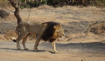 India Wildlife Safari - Asiatic Lions with the Bengal Tigers Tour