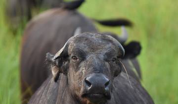 Entdeckungsreise Wildgebiete Ugandas