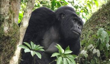Uganda Gorilla-Trekkingtour nach Bwindi (3 Tage) Rundreise