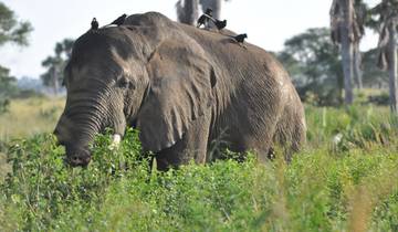 3 Days Queen Elizabeth Wildlife Safari Uganda Tour