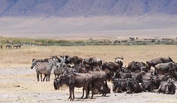 8 Day The Mara Serengeti Safari