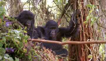 15 Dagen Wildlife Tochten met Primaten-rondreis