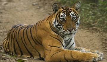 Triangle d'or et safari dans la réserve de tigres de Ranthambore