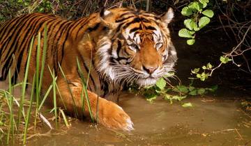 Golden Triangle Tour with a Ranthambore Wildlife Safari From Delhi Tour