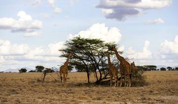 Safari de luxe dans le nord du Kenya - Aberdares - Mont Kenya - Samburu et Meru - 7 jours circuit