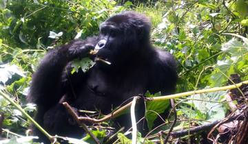 Uganda: Gorillas& Schimpansen Trek Safari - 10 Tage Rundreise