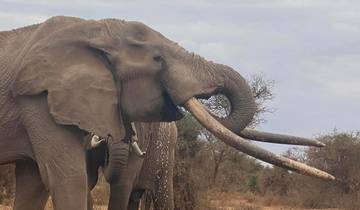 Kilimanjaro-beklimming & wildlife-safari – 12 dagen-rondreis