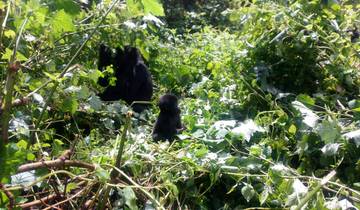 Gorilla und Schimpansen Trekking & Wildlife Safari - 7 Tage Rundreise