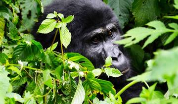 3-Day Gorilla Tracking Budget Tour in Bwindi Forest Tour