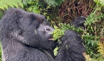 3 Tage Gorilla Trek Mgahinga Gorilla NP Uganda via Ruanda Rundreise