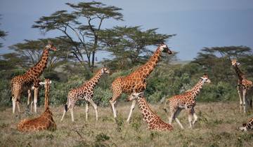 Masai Mara & Lake Nakuru Safari 4 Tage