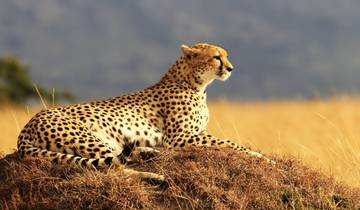 Masai Mara Safari mit Vogelbeobachtungen 6 Tage Rundreise