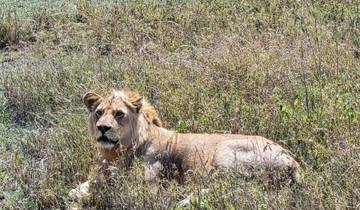 Manyara- Serengeti-Ngorongoro Safari-rondreis