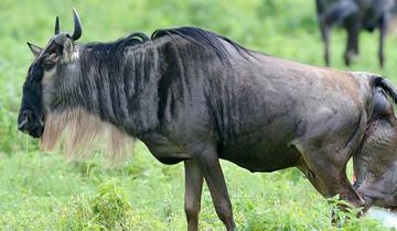 Gnoe-migratie in Tanzania - in het kalfseizoen - een safari-arrangement - 9 dagen-rondreis