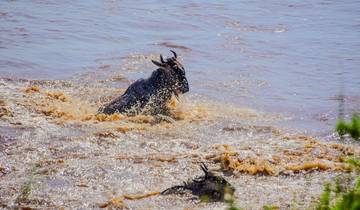 8-Day Luxury Wildebeest Migration River Crossing Tour in Tanzania
