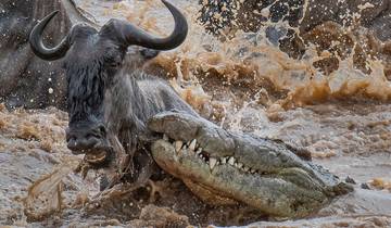 8-Day Luxury Wildebeest Migration River Crossing Tour in Tanzania
