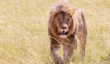 Circuito Safari económico de 3 días en Masai Mara