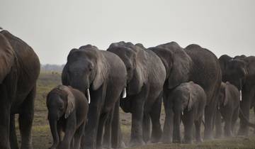 Verken Kenia - luxueuze safari - 10 dagen-rondreis