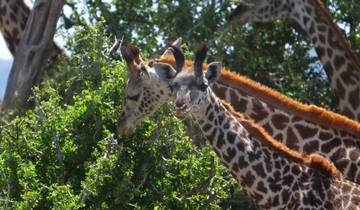 Safari in Amboseli, Naivasha, Nakuru en Mara - incl. eerste nacht in het After 40 Hotel in Nairobi & ophalen bij luchthaven - 7 dagen-rondreis