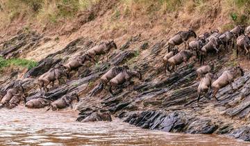 11 jours et 10 nuits de safari au Kenya et en Tanzanie avec hébergement privé, première nuit gratuite à l\'hôtel Best Western plus Westlands Nairobi et prise en charge gratuite à l\'aéroport. circuit