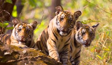 Au départ de Delhi : Circuit privé de luxe au Taj Mahal avec safari animalier