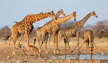 23 Days best of Namibia & Botswana