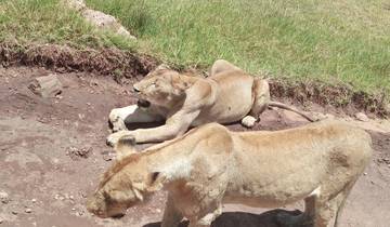 5 day safari to Africa leading National Parks. (Serengeti, Ngorongoro & Lake Manyara) Tour