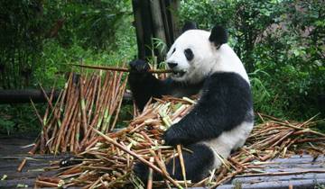 Giant Pandas & China\'s Golden Cities Tour