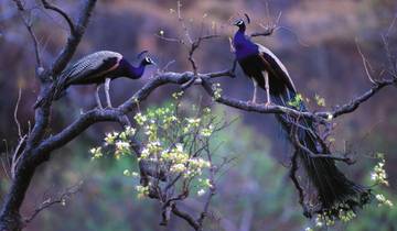 Luxe Gouden Driehoek met Ranthambore Tour