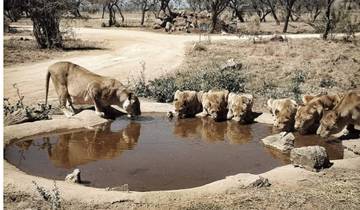 Pilanesberg 2 Day Magical Safari Tour