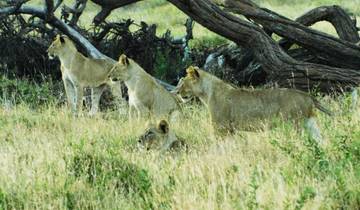 3 Days Tsavo East and West Safari Tour