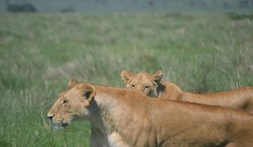 9 jours de safari en camping au Kenya et en Tanzanie