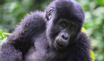 3 Days Gorilla trekking in Uganda from Kigali Tour