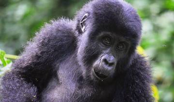 3 Days Gorilla trekking in Uganda from Kigali Tour