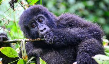 Experience Uganda Gorilla trekking from Kigali (Exclusively Private)