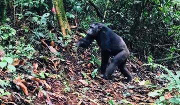 3 Days Chimps Tracking & Canopy walk in Nyungwe Forest