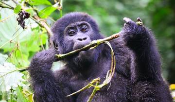 5 Days Gorilla Trekking in Uganda & Rwanda Wildlife