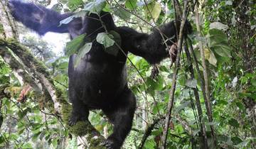 3 Days Rwanda Gorillas & Golden monkey trekking Tour